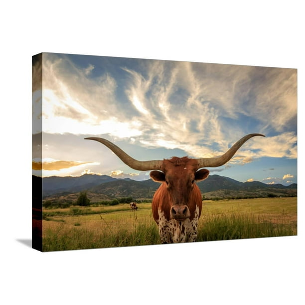 Texas Longhorn Steer in Rural Utah, Usa. Stretched Canvas Print Wall