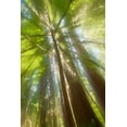 thumbnail image 2 of Stelfox, Norm 17x24 Gold Ornate Wood Framed with Double Matting Museum Art Print Titled - Trees Bathed in Light II, 2 of 4