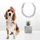 thumbnail image 3 of Collar de decoración de gargantilla de cadena de estrangulamiento de perro brillante de moda de plástico para Bulldog francés (plata), 3 of 9
