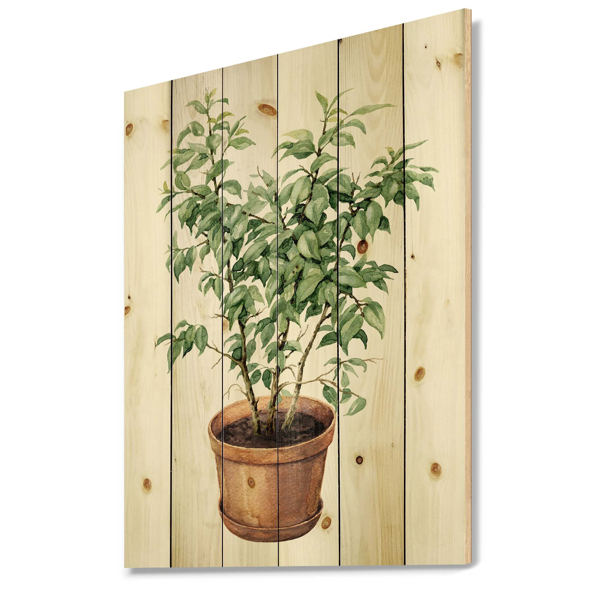 Designart 'Ficus Benjamina Plant In Clay Flowerpot' Traditional Print on Natural Pine Wood