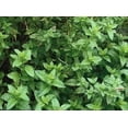 thumbnail image 2 of 500 Graines de Menthe Verte (Menthe Anglaise) Mentha Spicata Herbe Fleur, 2 of 4