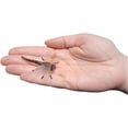 thumbnail image 4 of Zugar Land Insect Explorers Large Insect Set, 12 Pack, 4 of 9
