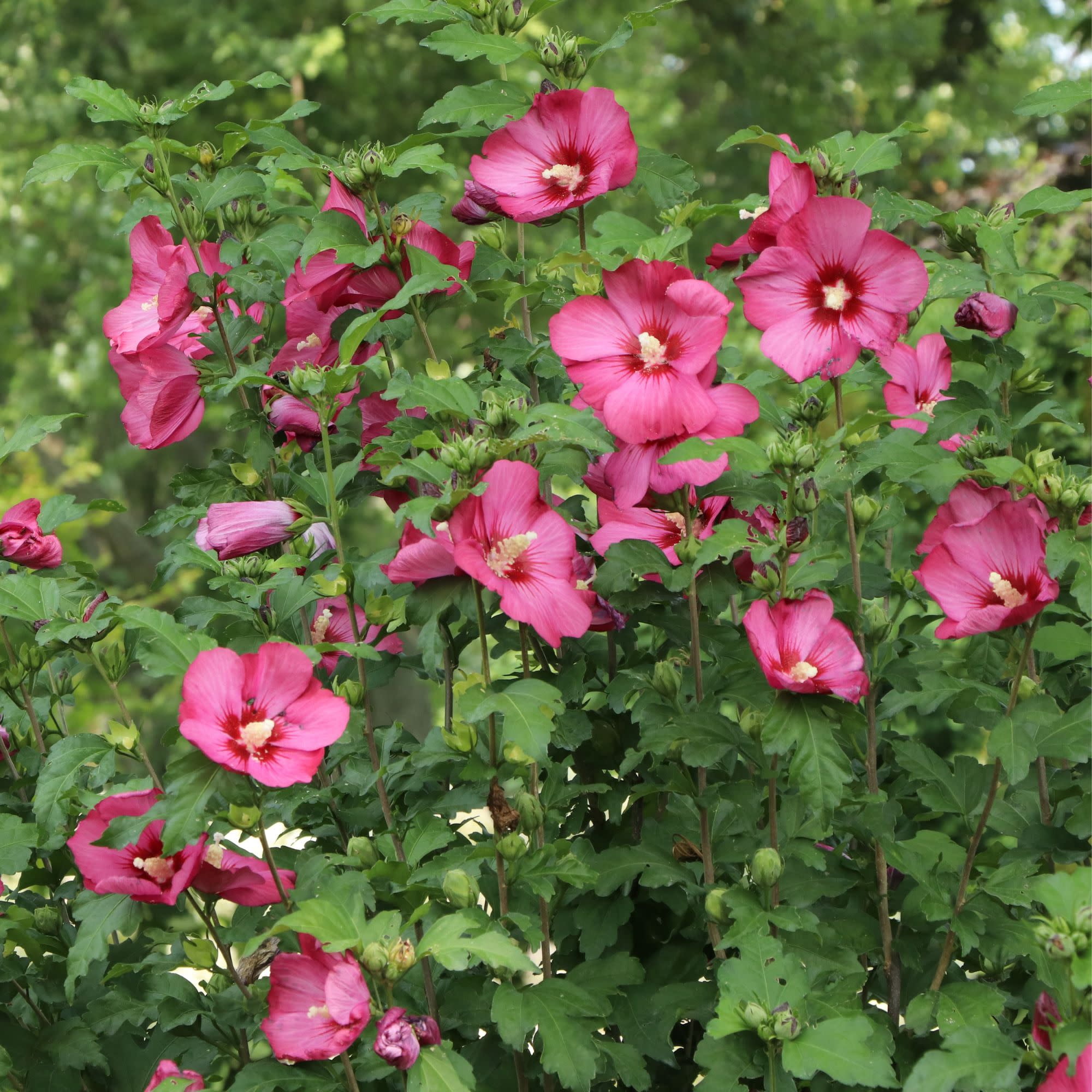 Proven Winners ColorChoice 5" Pink Paraplu Red Rose of Sharon Live Plant in 4.5" Pot (4 Count)