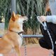 thumbnail image 2 of Ajustable Perro Integrado Tipo P Cuerda Estereoscópica Reflectante Perro Correa Collar Suministros Para Mascotas Guardurnaity PT002563-03, 2 of 6