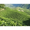 thumbnail image 3 of Royal Joe Roasters Peru Decaf Ground Coffee Medium Roast - 100% Arabica - Roasted to Order  5 lb, 3 of 5