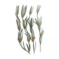 thumbnail image 1 of Paquete de 12 flores secas prensadas Gloria 2 piezas, 1 of 4