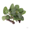 thumbnail image 1 of Adorno de Decoración de acuario Gloria Plantas de Césped Artificial, 1 of 9
