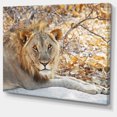 thumbnail image 2 of Solitary Lion Taking Rest in Forest - African Canvas Art Print, 2 of 3