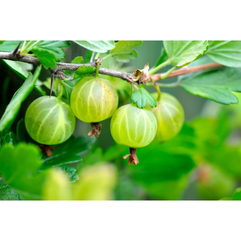 Pixwell Gooseberry Seedlings for Planting - Grow Green Gooseberry Plants (1 Seedling)