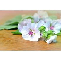 Marshmallow Seeds (Althaea Officinalis) - 100 Seeds - Marsh Mallow Garden Herb Seeds for Planting