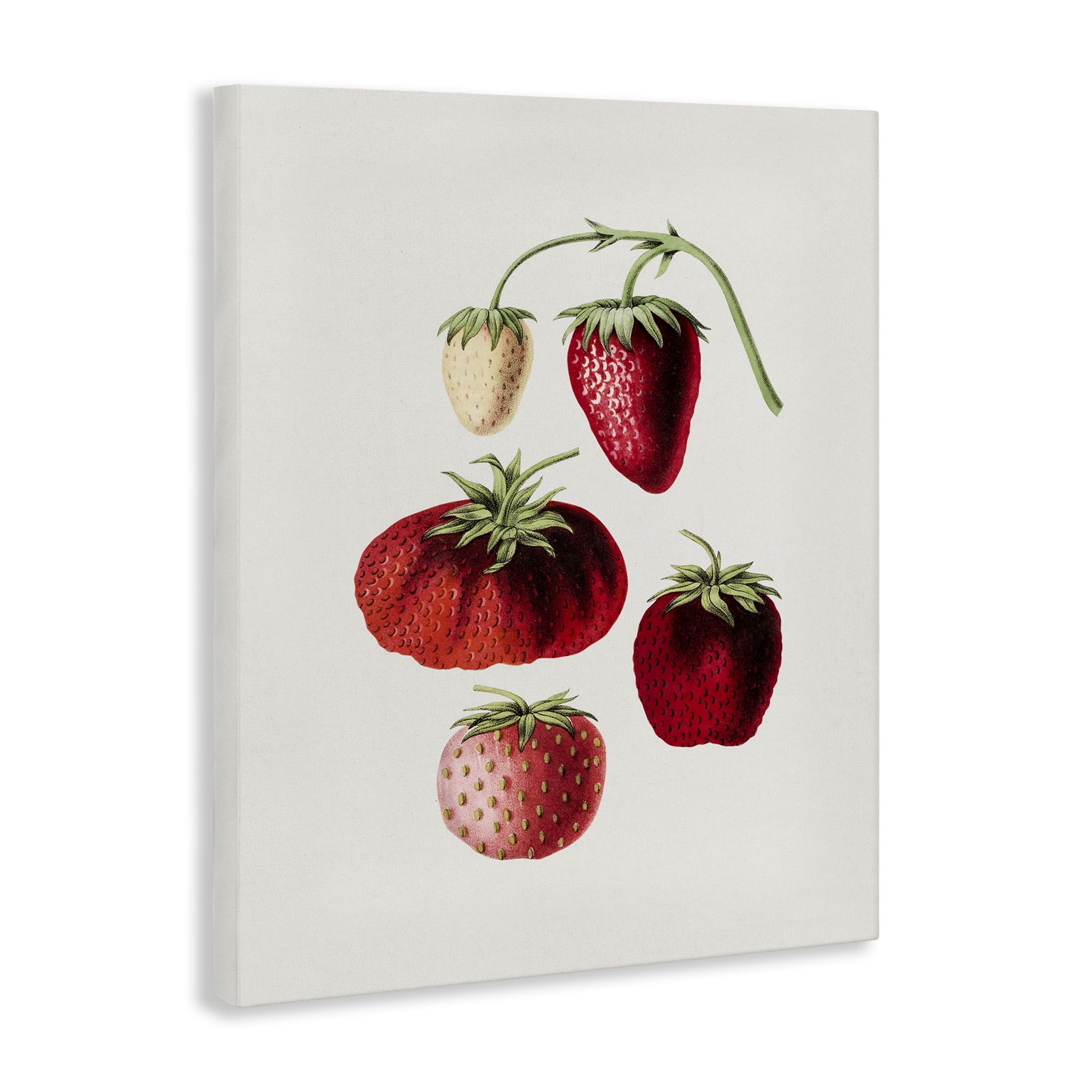 Stupell Industries Natural Berries Study Food & Beverage Painting Gallery Wrapped Canvas Art Print Wall Art, 16 x 20