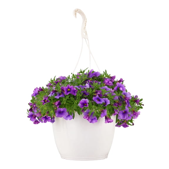 Expert Gardener 15" Purple Calibrachoa Live Plants in 7" Hanging Basket Full Sun