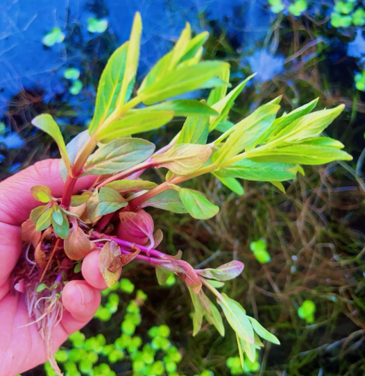 Staurogyne Repens Live Aquarium Plant – Freshwater Aquatic Plant for Fish Tank Aquascaping