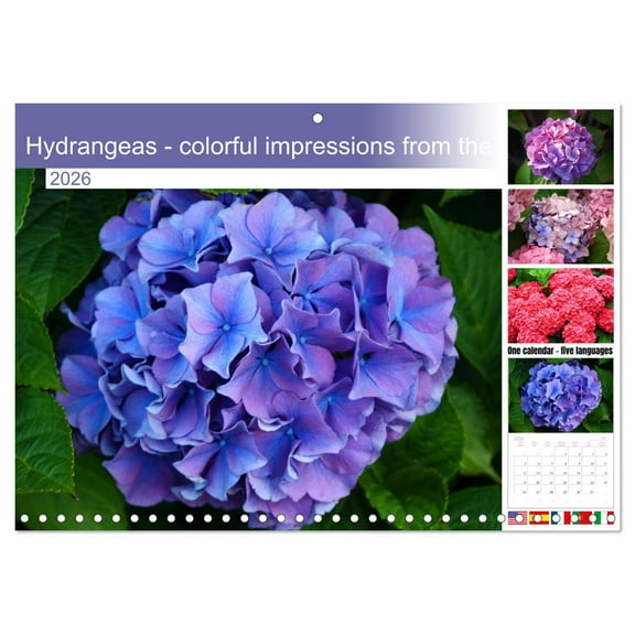 Hydrangeas - colorful impressions from the garden (Monthly Wall Calendar 2026 11.7 x 16.5 (open)), CALVENDO 14 Month Calendar