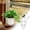C, variant on Plant Support Stakes, 2026 New Indoor Plant Trellis for Potted Plants, Garden Metal Trellis for Climbing Plants Indoor Outdoor Pothos Hoya Houseplants Flower Plant Support Structures