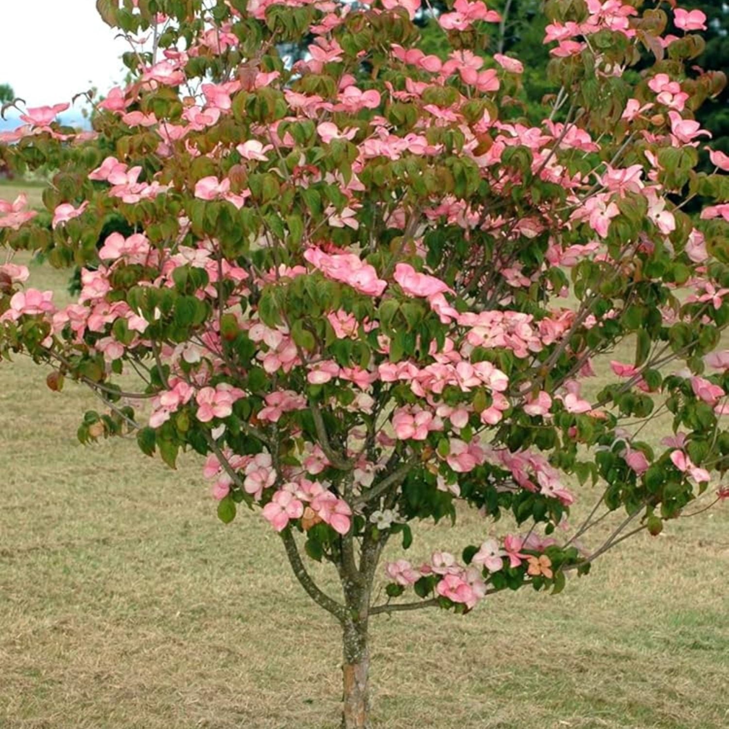 Expert Gardener 2-3 ft. Tall Kousa Pink Dogwood Live Tree in 3- Gallon Grower Pot