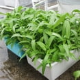 thumbnail image 6 of Indoor Hydroponics Growing System Kit 24 Holes Plant Site Set Seedling Vegetables Plant Cultivation Grow Box, 6 of 6