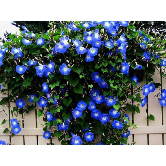 Blue Morning Glory Climbing Vine | MVR1 100 Seeds to Plant | Beautiful Flowering Vine