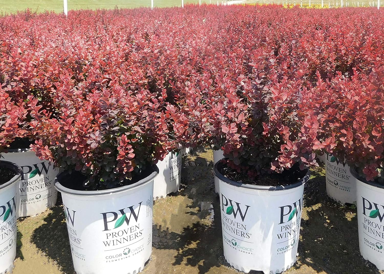 Proven Winners ColorChoice Mini Maroon Barberry Live Shrub ( 2 Gallon)
