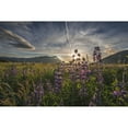 thumbnail image 2 of Posterazzi DPI12291233LARGE Evening Sun Shines Through Arctic Lupine Patch Along The Turnagain Arm South of Girdwood Southcentral Alaska. Poster Print by Carl Johnson, 38 x 24 - Large, 2 of 4