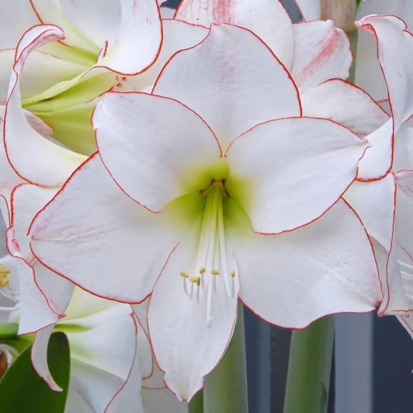 GSDWIUEW Single Amaryllis Bulb, Large Hippeastrum Perennial Flowers Bulbs with Planting Instruction Bulb Size 10-12 Inch, Perfect for Indoor Outdoor Planting, Gift with Wrapping (2, Picotee)