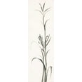 thumbnail image 2 of Paschke, Chris 10x24 Black Ornate Wood Framed with Double Matting Museum Art Print Titled - Gray Grasses IV, 2 of 4