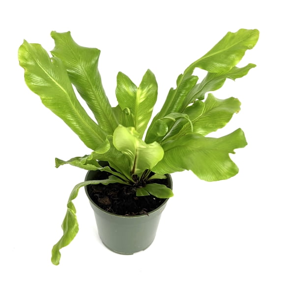 Bird's Nest Fern Asplenium Nidus, 4" Pot