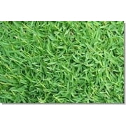 SeedRanch Carpetgrass Seed - 1 Lb.
