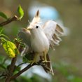thumbnail image 4 of Pájaro artificial Zulema Gorrión realista, 4 of 5