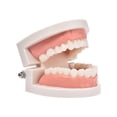 thumbnail image 1 of Standard Teeth Model Kids Teaching Study Supplies Adult Standard Typodont Demonstration Teeth Model, 1 of 6