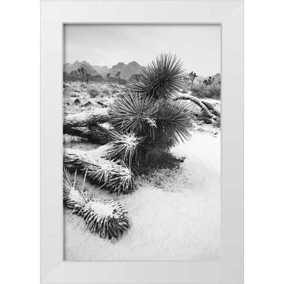 Muench, Zandria 11x14 White Modern Wood Framed Museum Art Print Titled - Winter storm-Joshua Tree National Park-California