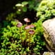thumbnail image 4 of Toystoory Decoración de bonsái con forma de hongo de metal, juego de estacas de jardín único, simulación de decoración de bonsái con forma Jardín y Patio, 4 of 6