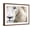 Brown Frame, variant on Art.com Full Frame Close Up Portrait of a Male White Lion with Blue Eyes. South Africa. Photographic Print by Karine Aigner, 16" x 12"