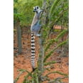 thumbnail image 2 of Hogstrom, Inger 23x32 White Modern Wood Framed Museum Art Print Titled - Madagascar-Berenty-Berenty Reserve Ring-tail lemur eating leaves from a Alluaudia procera tree, 2 of 4