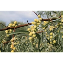 Russian Olive Tree Seeds for Planting (10 Seeds) - Elaeagnus angustifolia