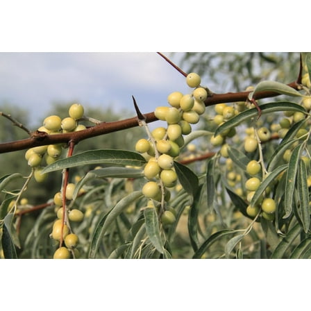 Russian Olive Tree Seeds for Planting (10 Seeds) - Elaeagnus angustifolia