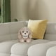 thumbnail image 5 of Juguetes para piscina, juguetes para bebés, juguetes para niños pequeños. Adorable perrito de peluche suave para que los niños duerman plácidamente. Regalo reconfortante., 5 of 5