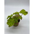thumbnail image 4 of Harmony's Ray Glow, Green Begonia Rex, 4 inch Painted-Leaf Begonia, Variegated, 4 of 8