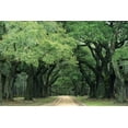 thumbnail image 2 of Flaherty, Dennis 24x17 White Modern Wood Framed Museum Art Print Titled - South Carolina, Charleston Spanish moss on trees, 2 of 4