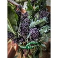 thumbnail image 2 of Purple Sprouting Broccoli Seeds, 2 of 3
