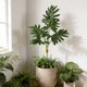 thumbnail image 5 of Decoración con plantas artificiales de hojas de plátano | Monstera deliciosa y filodendro artificiales | Decoración para interiores y exteriores: sala de estar, dormitorio y oficina., 5 of 6