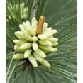 50 Loblolly Pine Tree Seedlings 10 20 Transplant Size Fast Growing 50-loblolly-pine-tree-seedlings-10-20-transplant-size-fast-growing