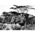thumbnail image 2 of African Elephant. Poster Print by  (18 x 24), 2 of 2