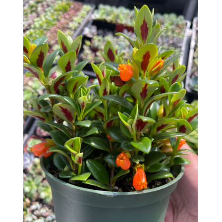 Goldfish Plant Live for Planting, Adoarable Live Indoor Plant, 2 inch Pot