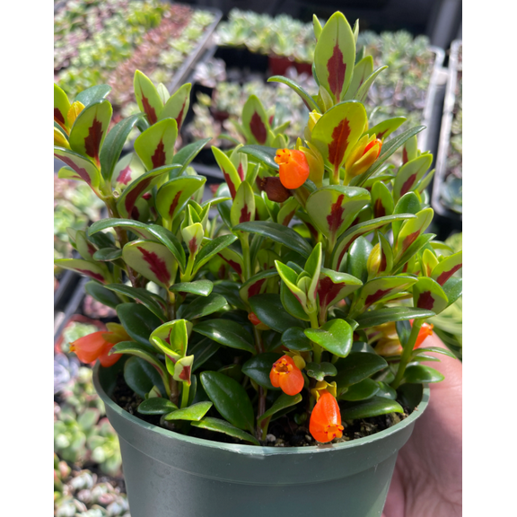 Goldfish Plant Live for Planting, Adoarable Live Indoor Plant, 2 inch Pot