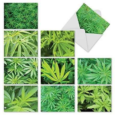 'M3059 HIGH NOTES' 10 Assorted All Occasions Notecards Feature Lush Leaves with Envelopes by The Best Card (Lush All The Best)