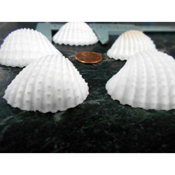 1/2lb (about 15) Large White Ark Shells Seashells (1 3/4" - 2 1/4") Beach Wedding Hobby Crafts