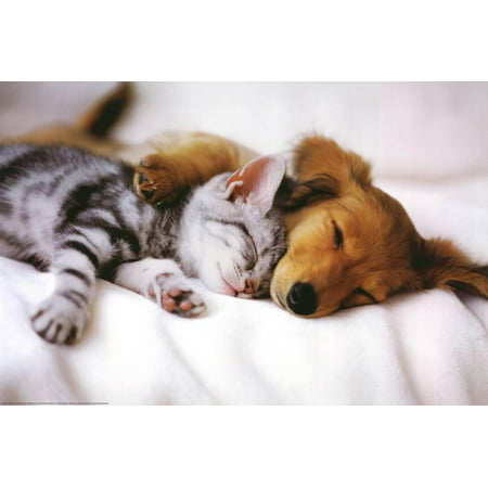 Cuddles (Sleeping Puppy and Kitten) Art Poster Print Poster - (Best Sleeping Posture To Increase Height)