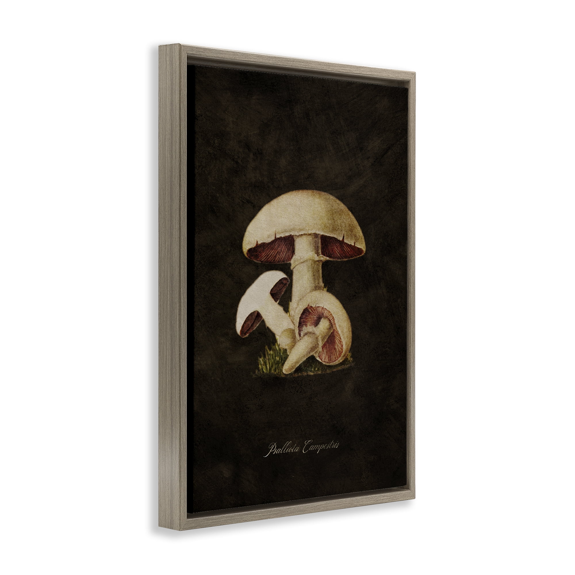 Stupell Industries Vintage Portobello Mushroom Plants & Flowers Painting Brown Floater Framed Canvas Art Print Wall Art, 17 x 25