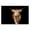 Minimal Highland Cow Portrait, variant on Stupell Industries Farmhouse Beautiful Cow in Pasture Animal Landscape Photo Black Framed Giclee Art, 14 x 11, by Villager Jim
